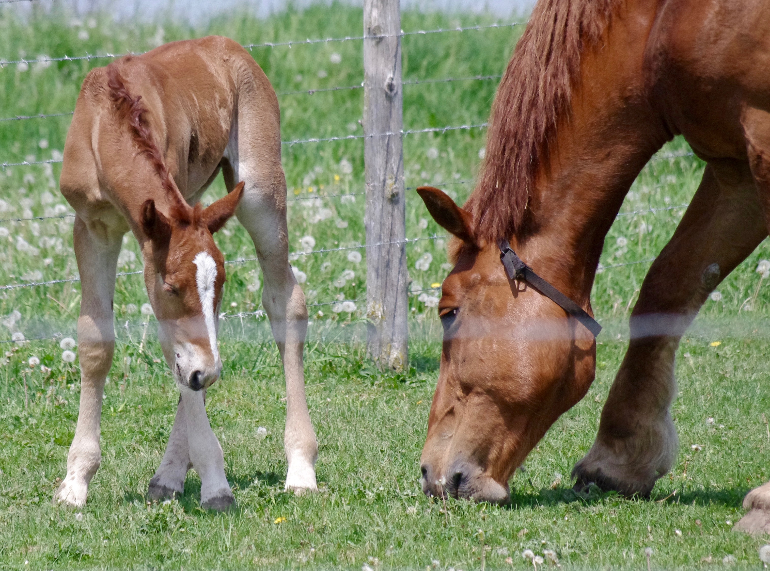 brown horse and foal on green grass field