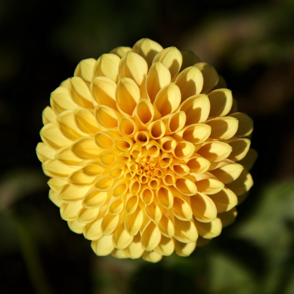 Dahlia, Plant, Nature, Yellow, Flower, flower, yellow preview