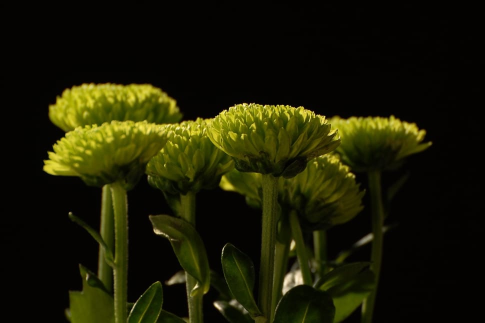 green petaled flowers preview