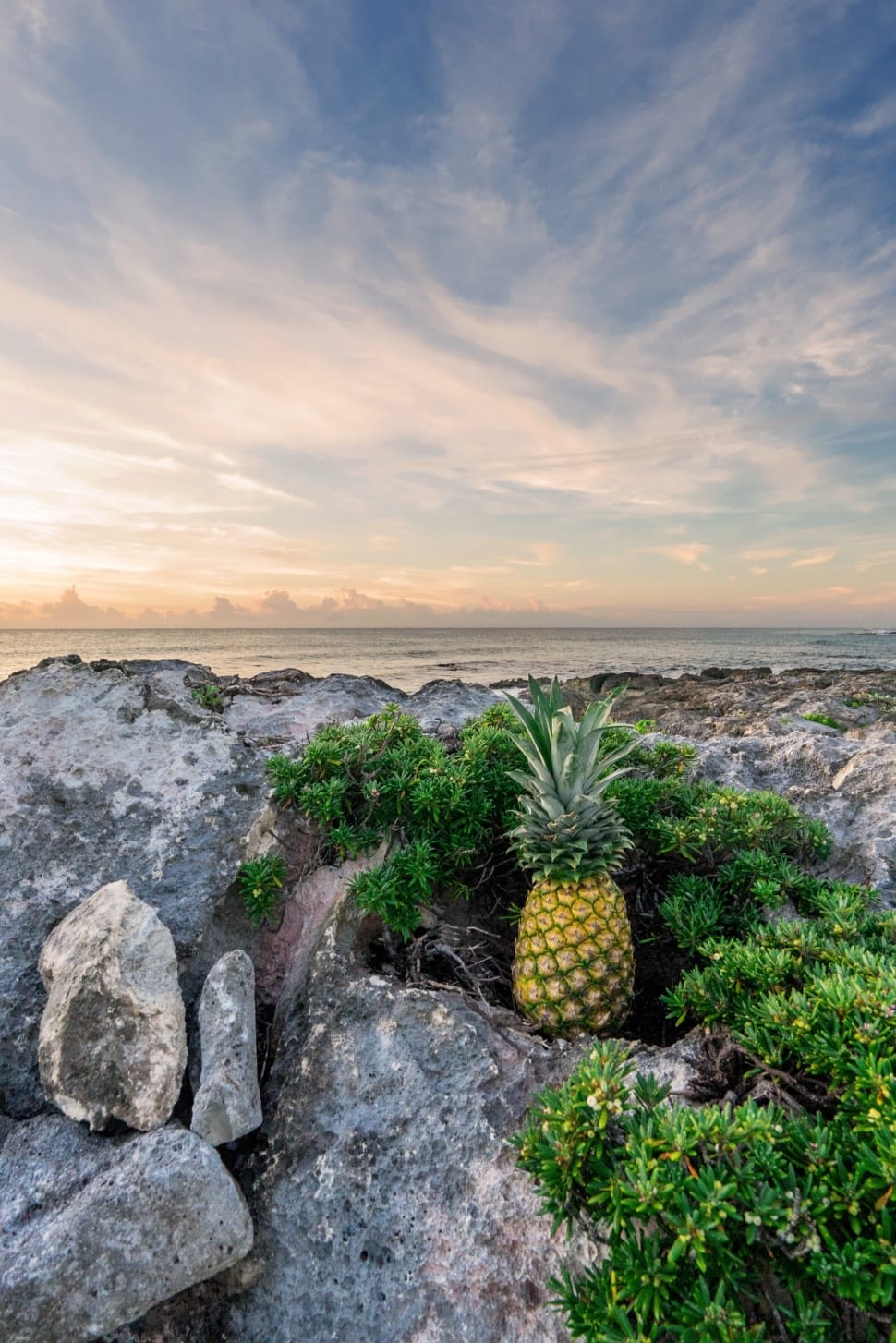 pineapple fruit preview