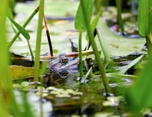 focus picture of frog on water surrounded by green leafed plants thumbnail