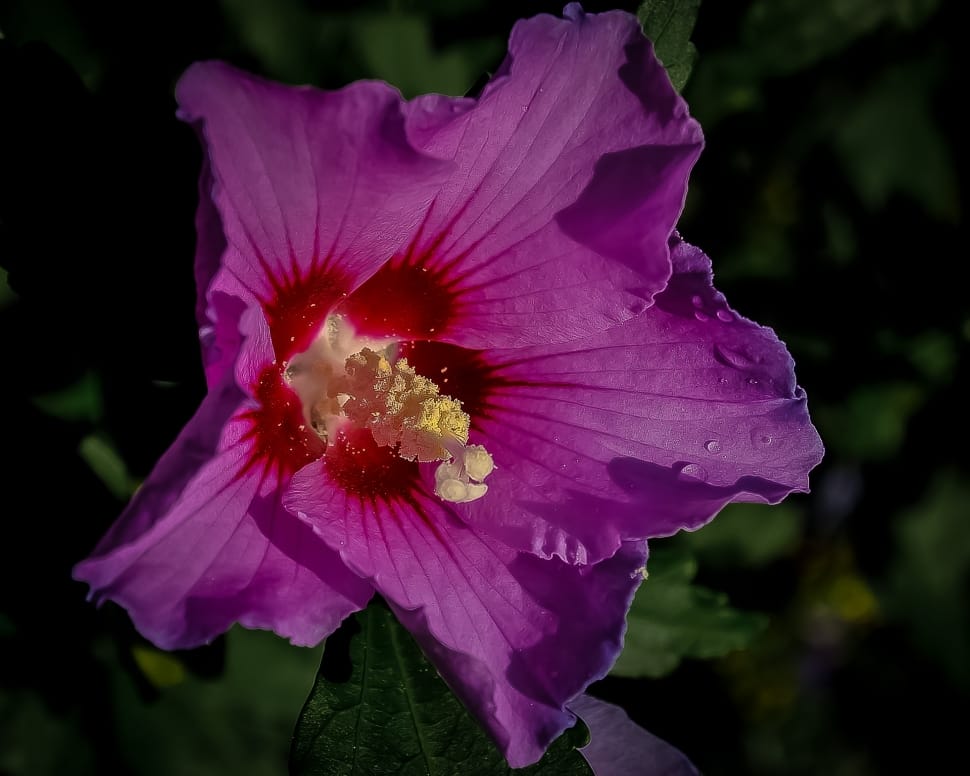 purple Hibiscus in bloom during daytime preview