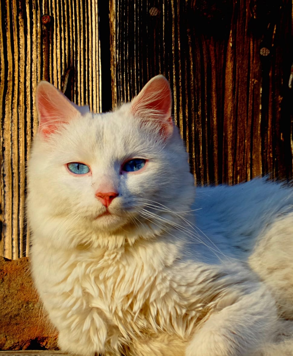 At The Same Time, Cat, White, domestic cat, pets preview