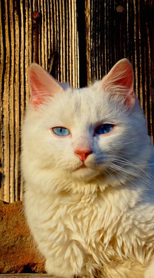 At The Same Time, Cat, White, domestic cat, pets thumbnail
