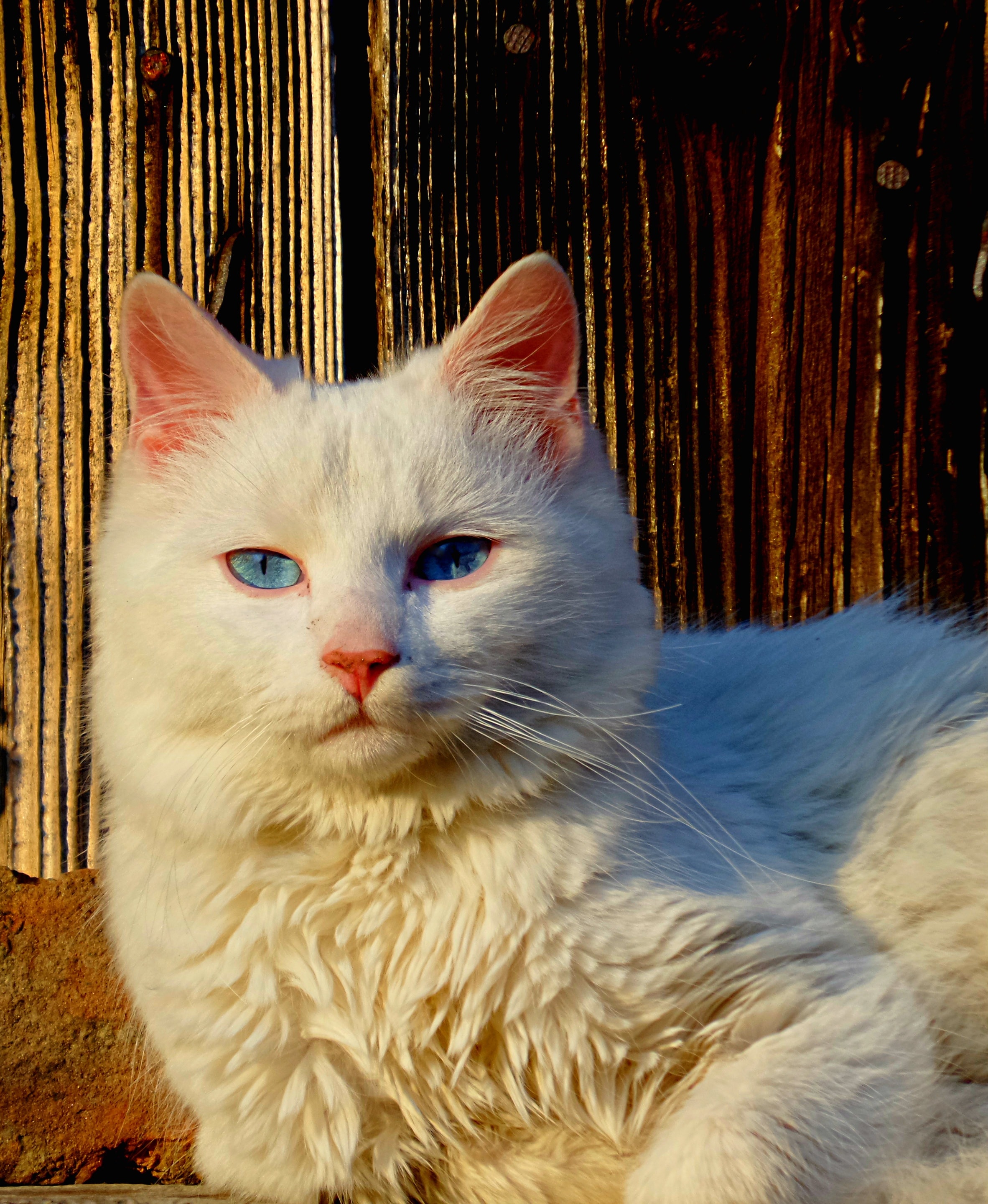 At The Same Time, Cat, White, domestic cat, pets