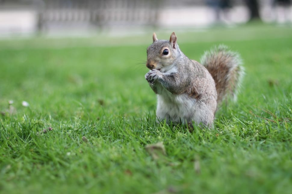 gray squirrel preview