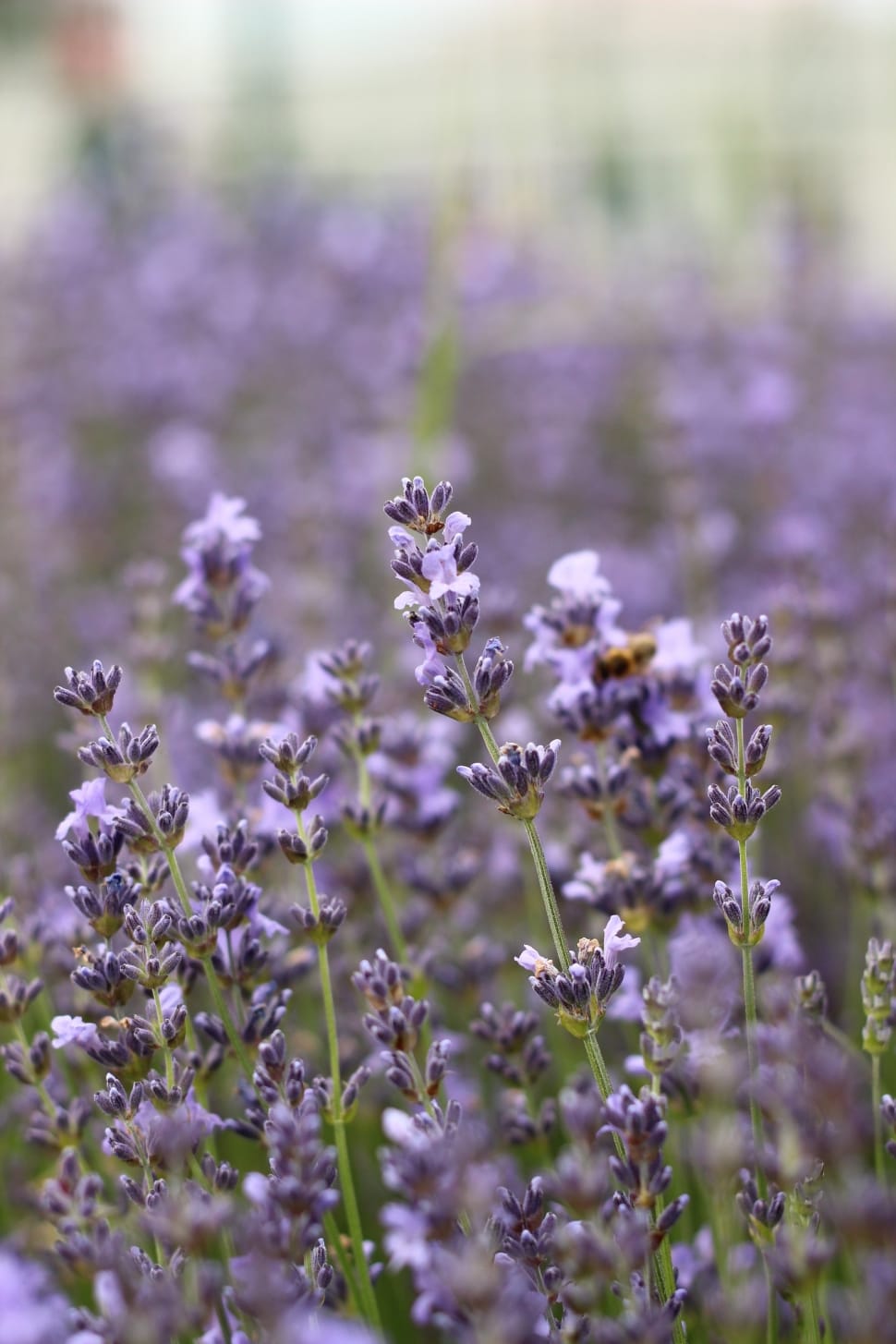 Summer, Purple, Lavender, Flower, nature, selective focus preview