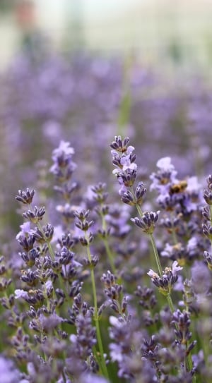 Summer, Purple, Lavender, Flower, nature, selective focus thumbnail