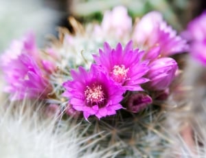 pink cactus flowers thumbnail