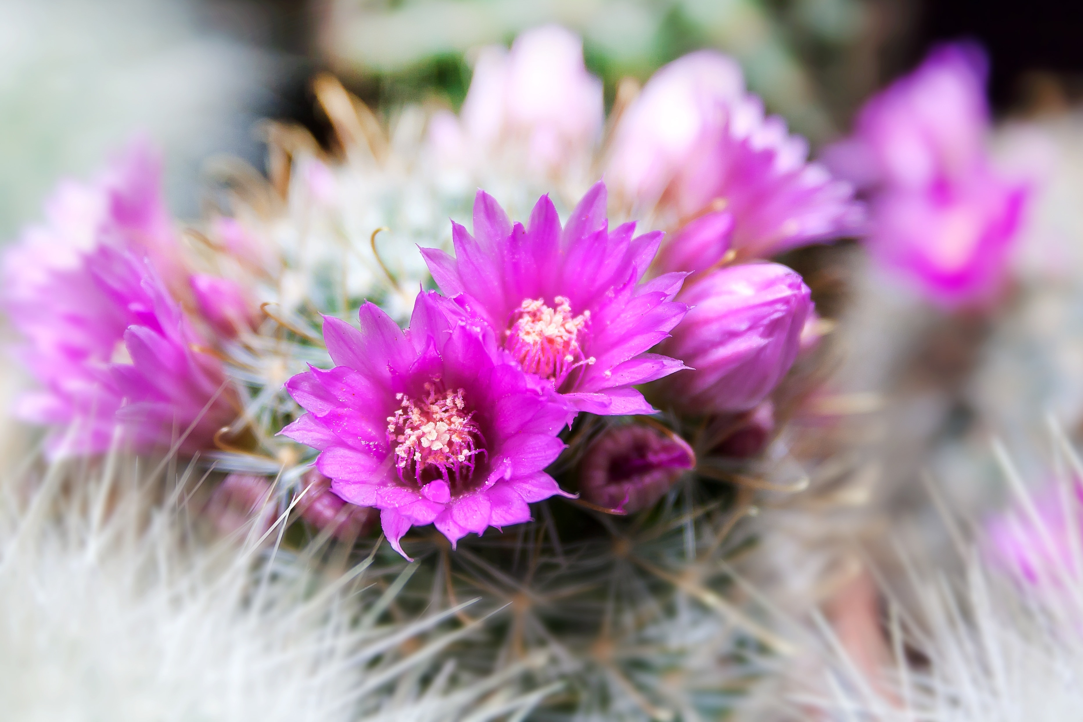 pink cactus flowers