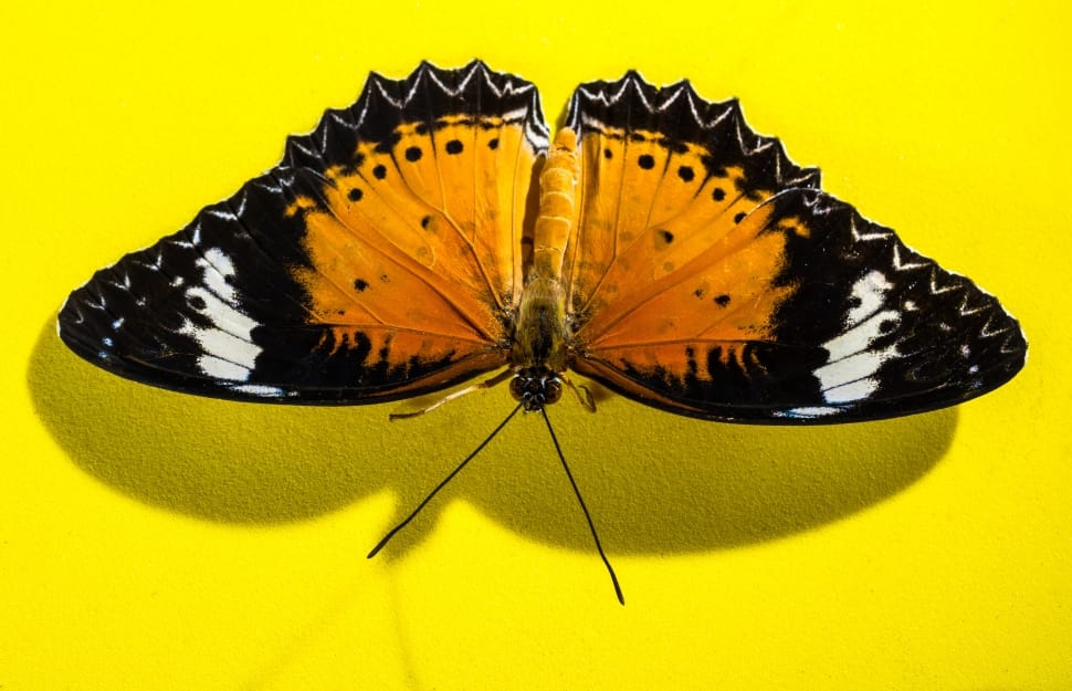 black white and orange butterfly preview
