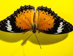 black white and orange butterfly thumbnail