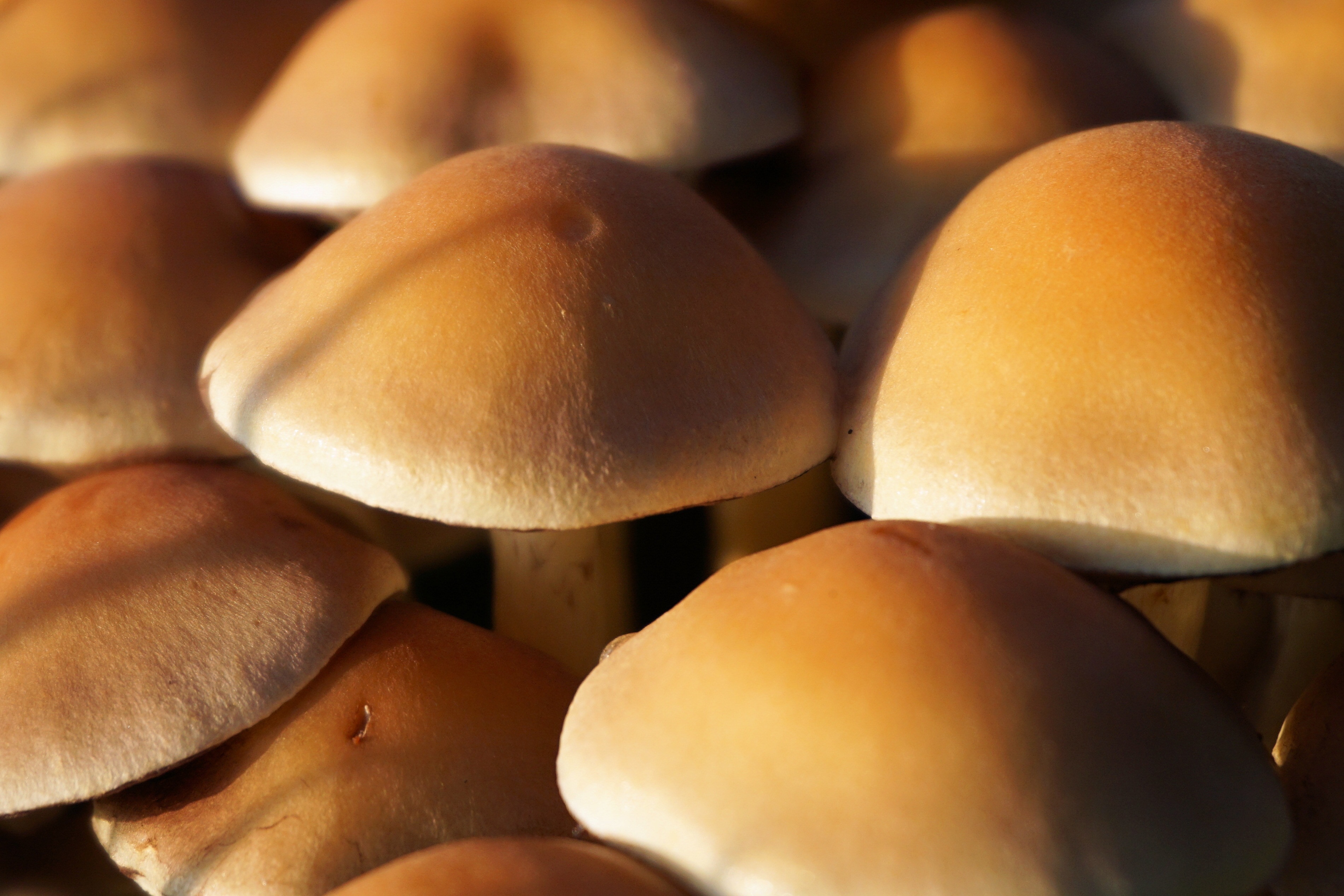 brown mushrooms lot