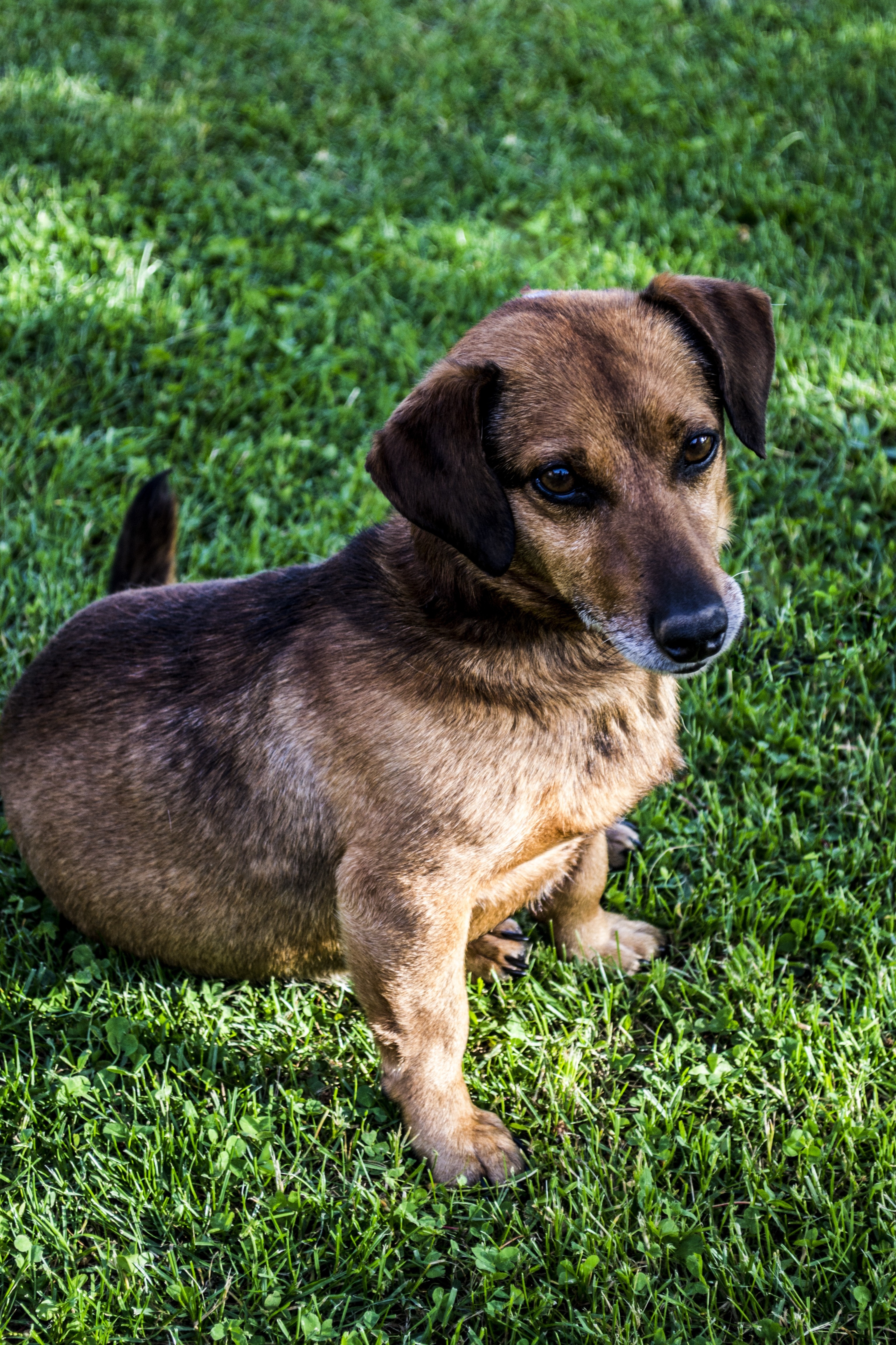 black and brown Dachshund on green grass during daytime