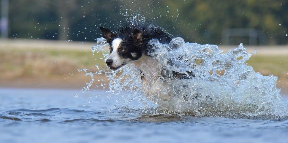 short coat black and white dog running on body of water during daytime preview
