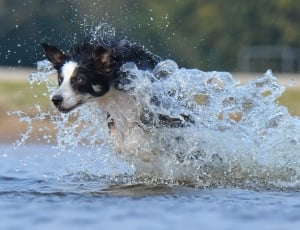 short coat black and white dog running on body of water during daytime thumbnail