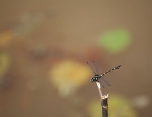 tiger dragonfly thumbnail
