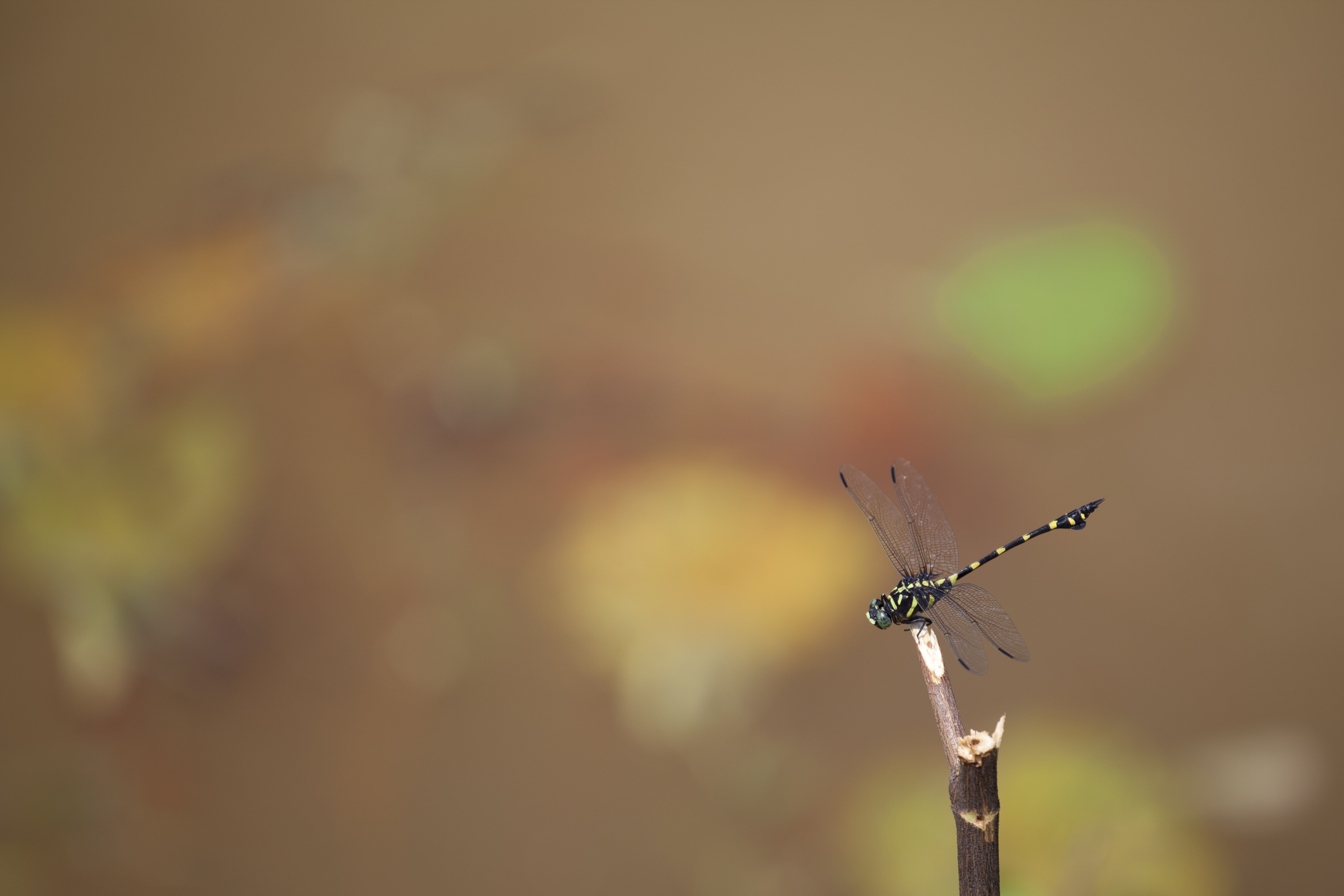 tiger dragonfly