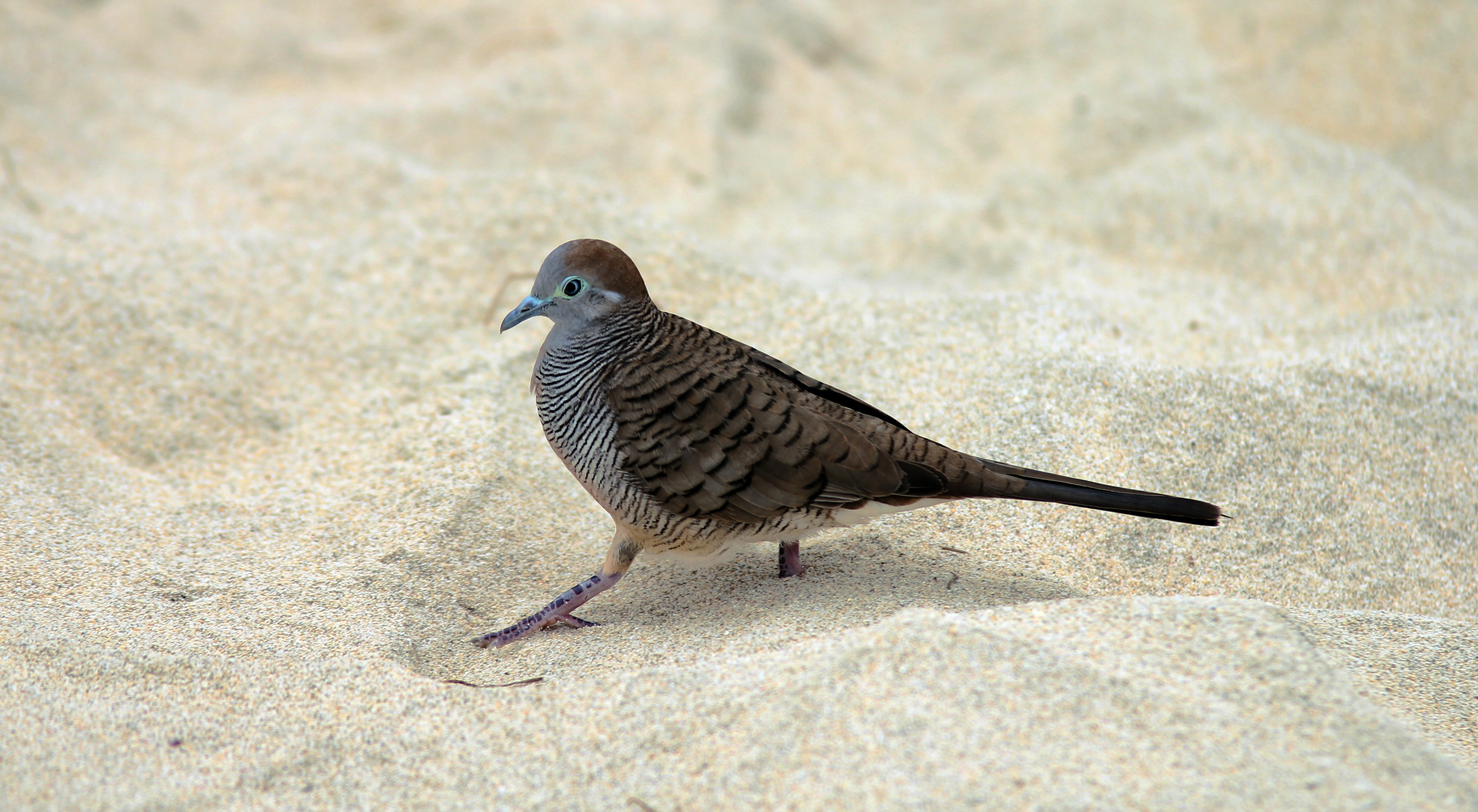 brown gray bird