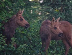 two moose Babies thumbnail