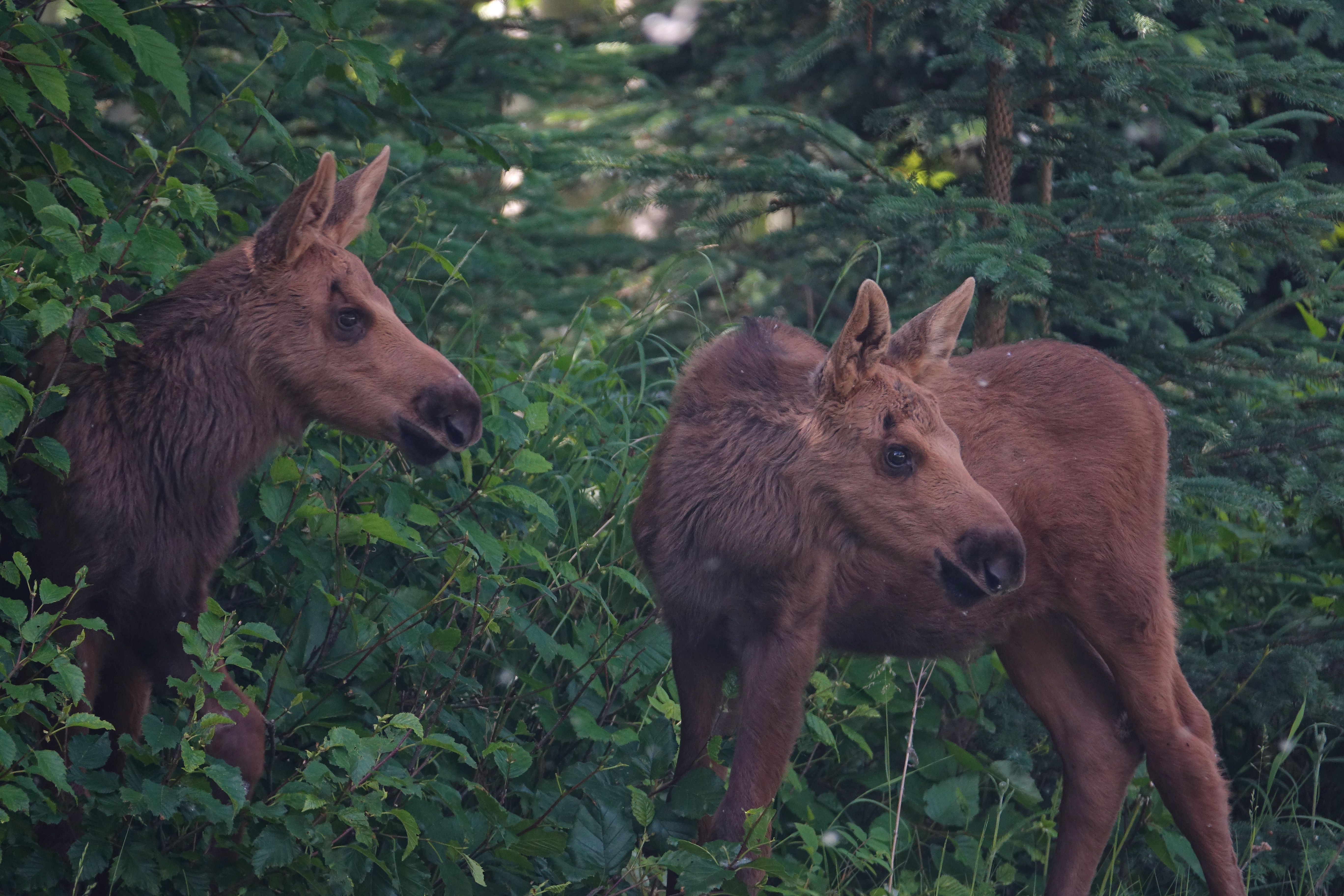 two moose Babies