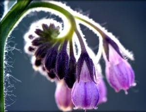 Comfrey, Flower, Spring, Purple, Violet, purple, flower thumbnail