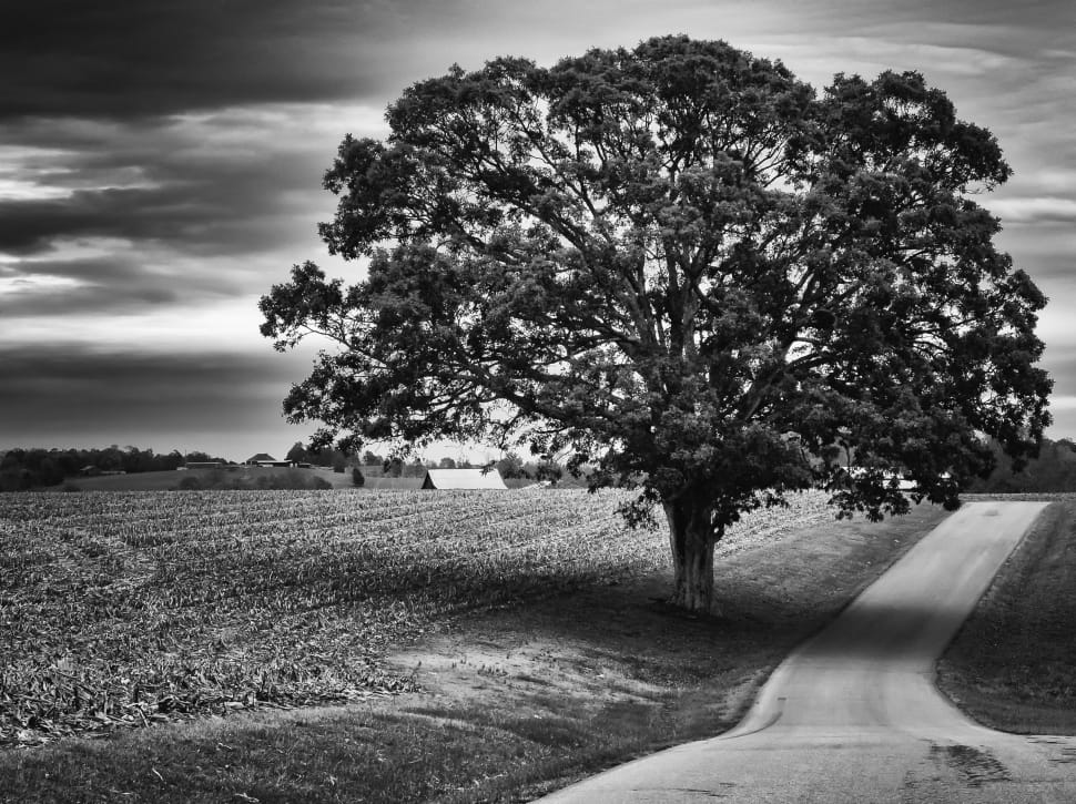 grayscale photo of tree near road preview
