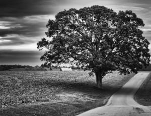 grayscale photo of tree near road thumbnail