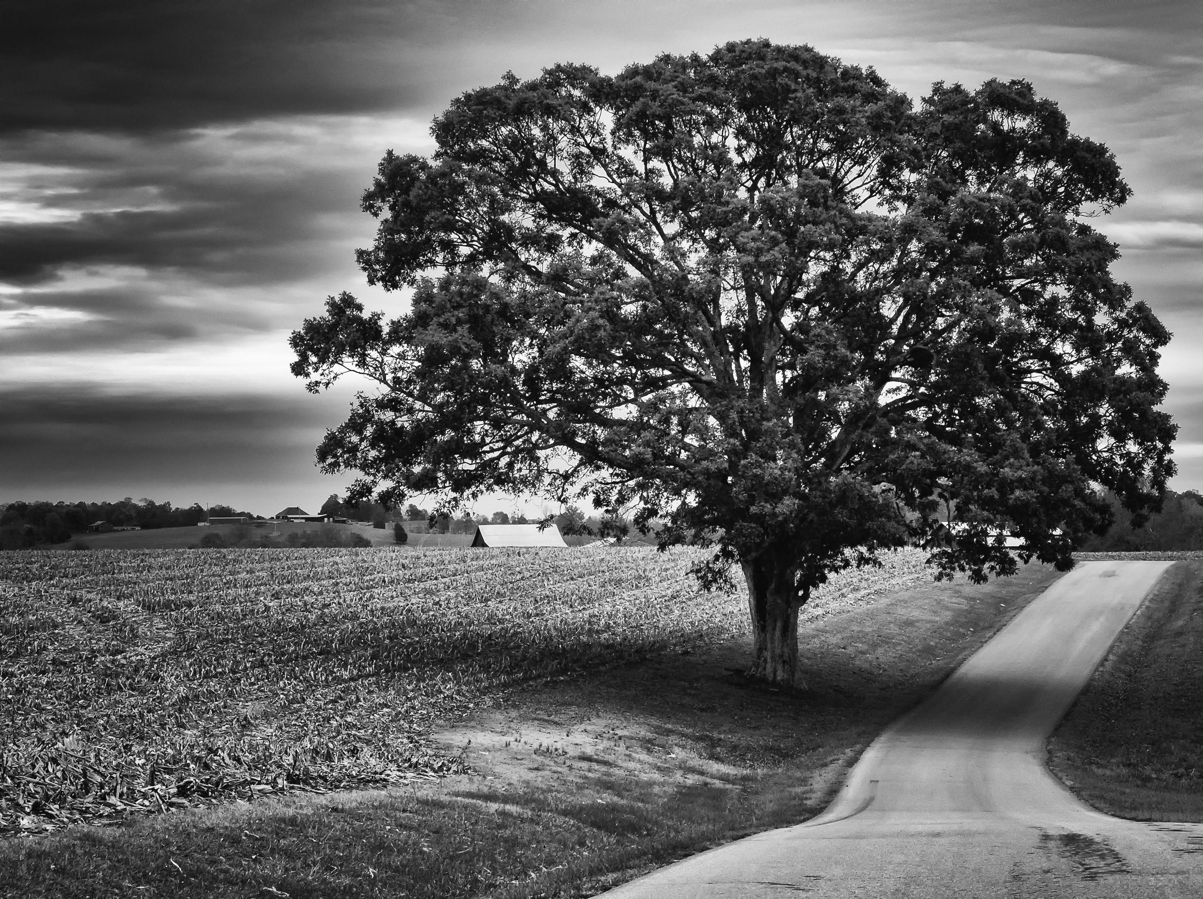 grayscale photo of tree near road