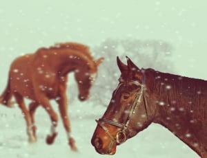 Winter, Snow, Horses, Animal, Play, water, brown thumbnail
