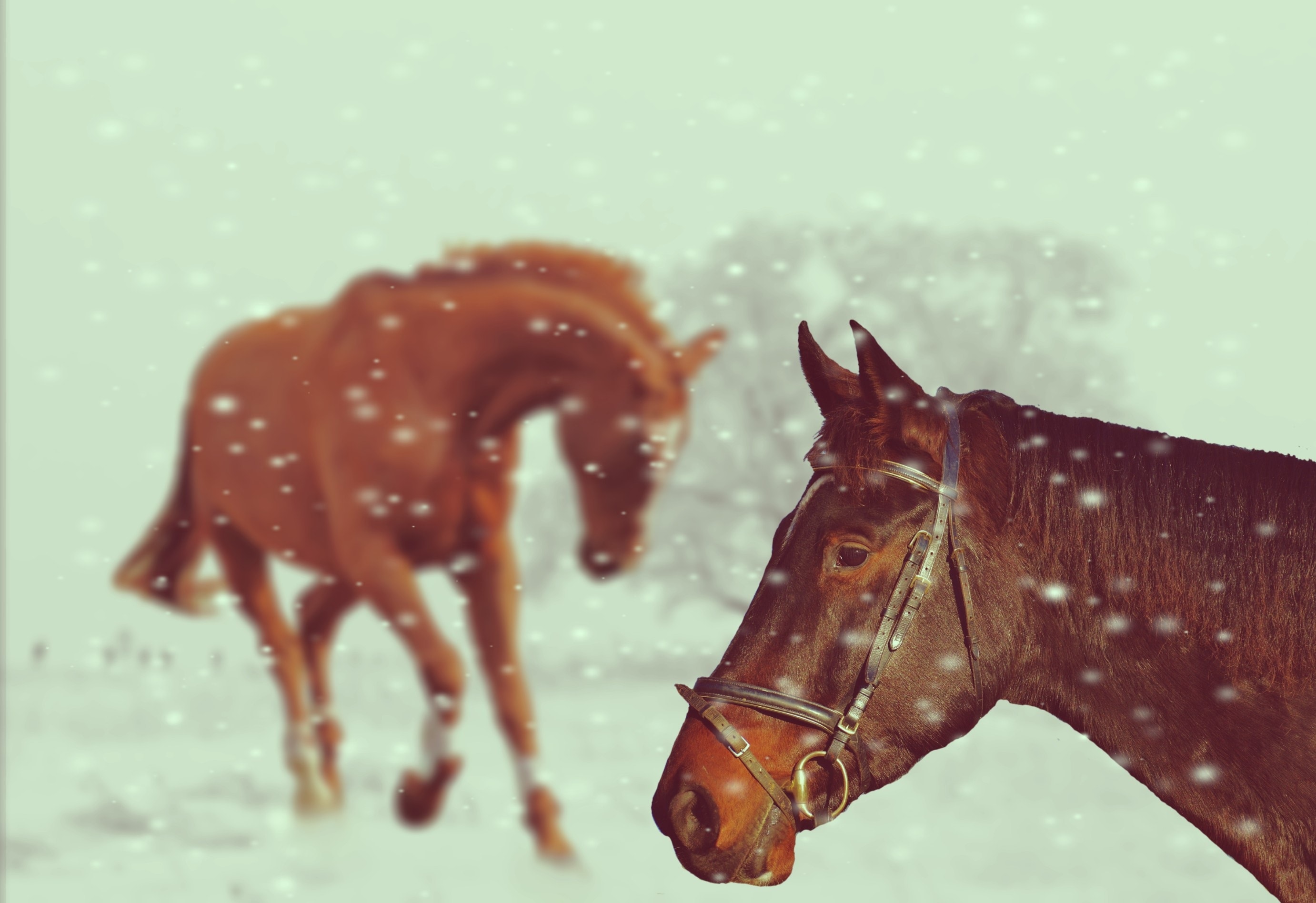 Winter, Snow, Horses, Animal, Play, water, brown