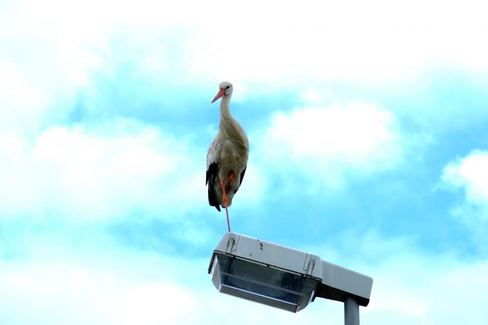 Animals, Stork, Birds, Storks, Bird, Fly, cloud - sky, bird preview