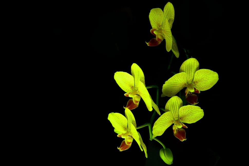 yellow orchid flower preview