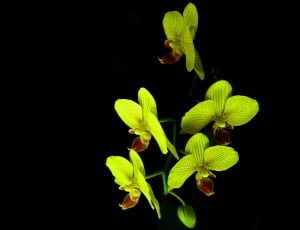 yellow orchid flower thumbnail