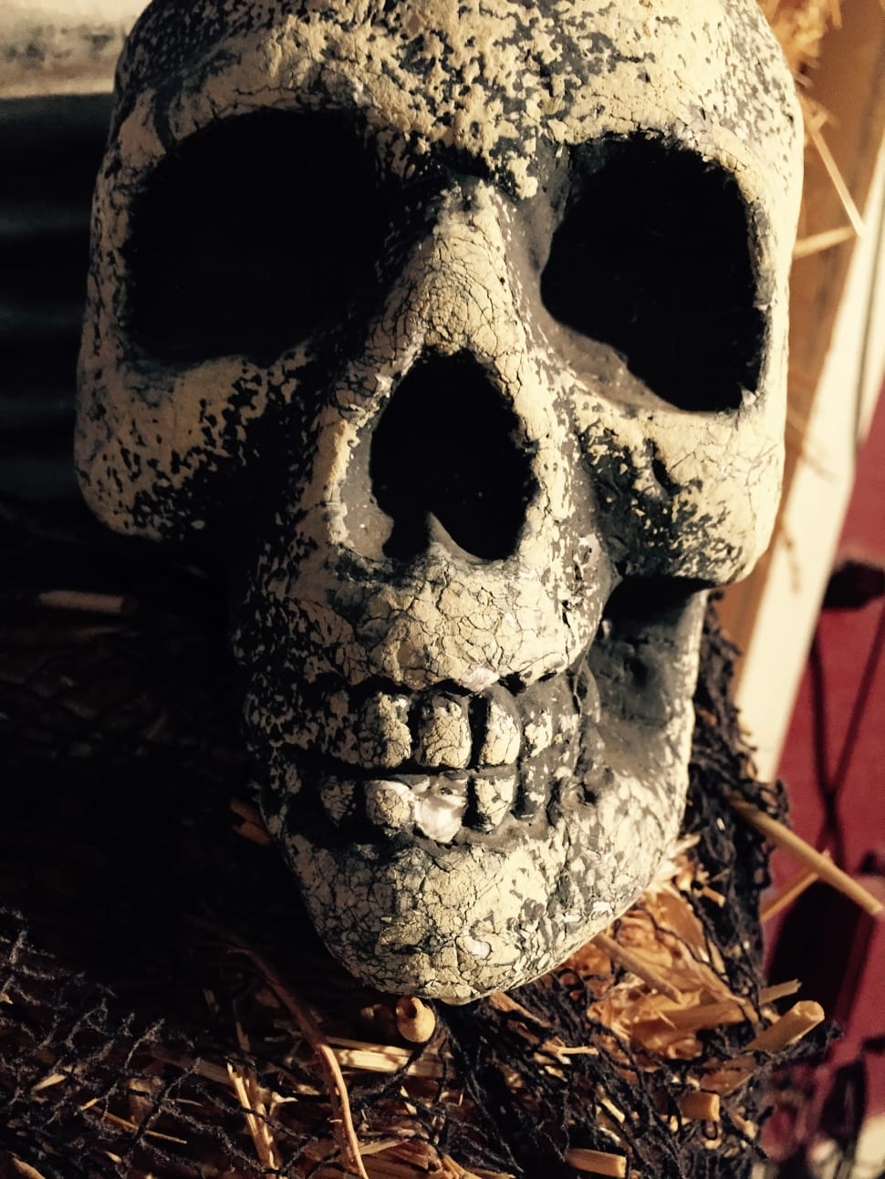 Skull, Halloween Background, Halloween, close-up, human skeleton preview