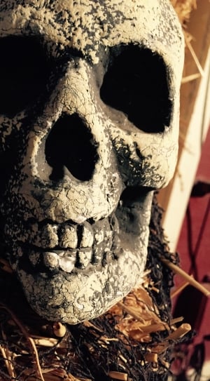 Skull, Halloween Background, Halloween, close-up, human skeleton thumbnail