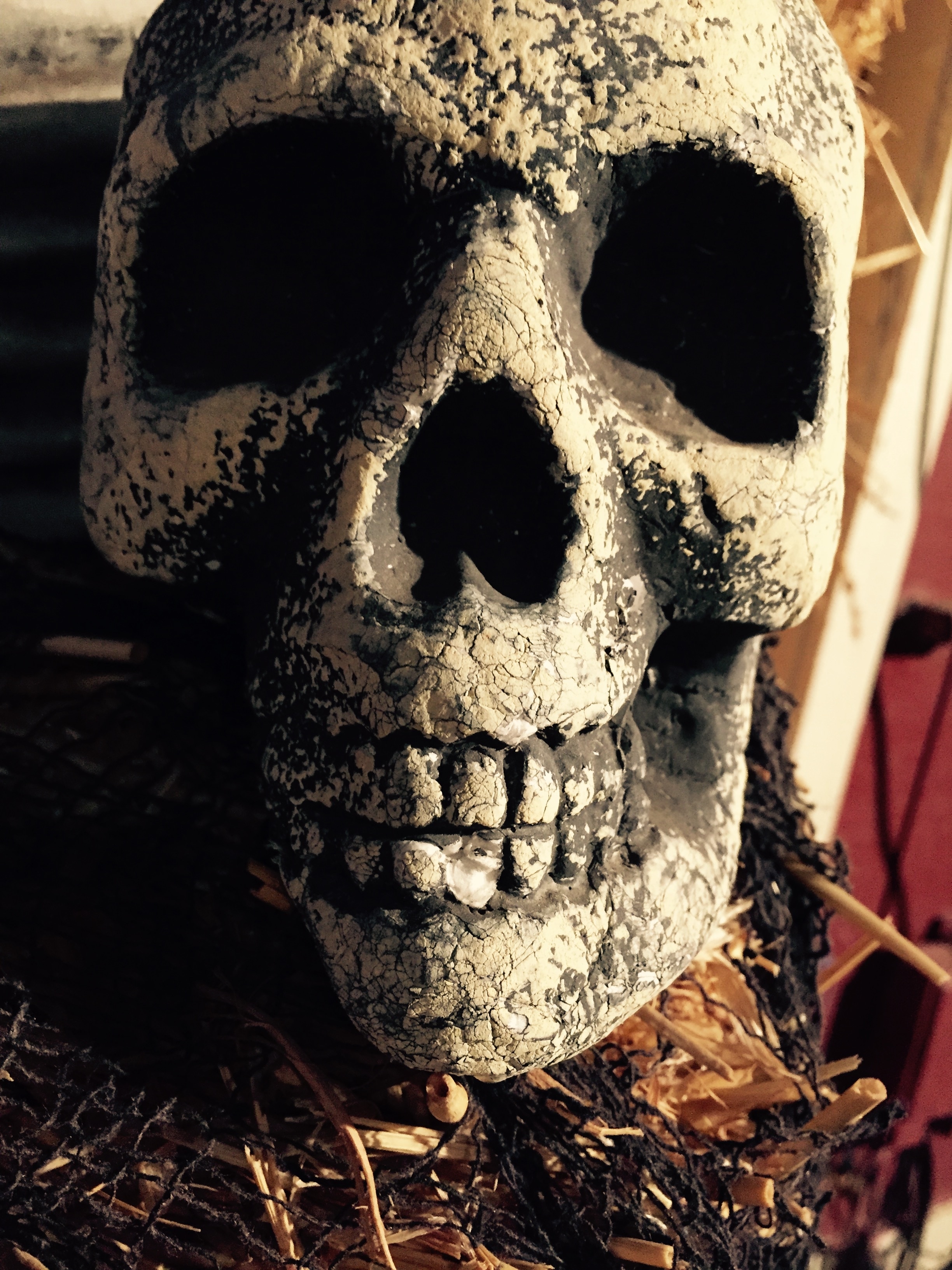 Skull, Halloween Background, Halloween, close-up, human skeleton