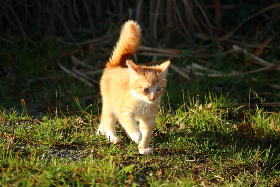 orange tabby kitten free image | Peakpx