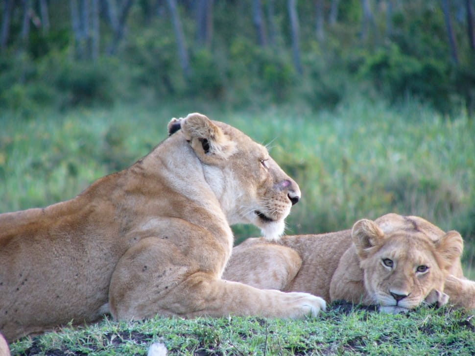 Africa, Cub, Feline, Animal, Lion, animals in the wild, lion - feline preview