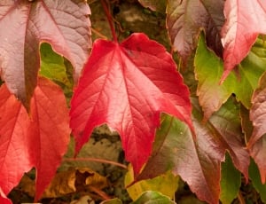 Vine Leaves, Autumn, Wine Partner, leaf, autumn thumbnail