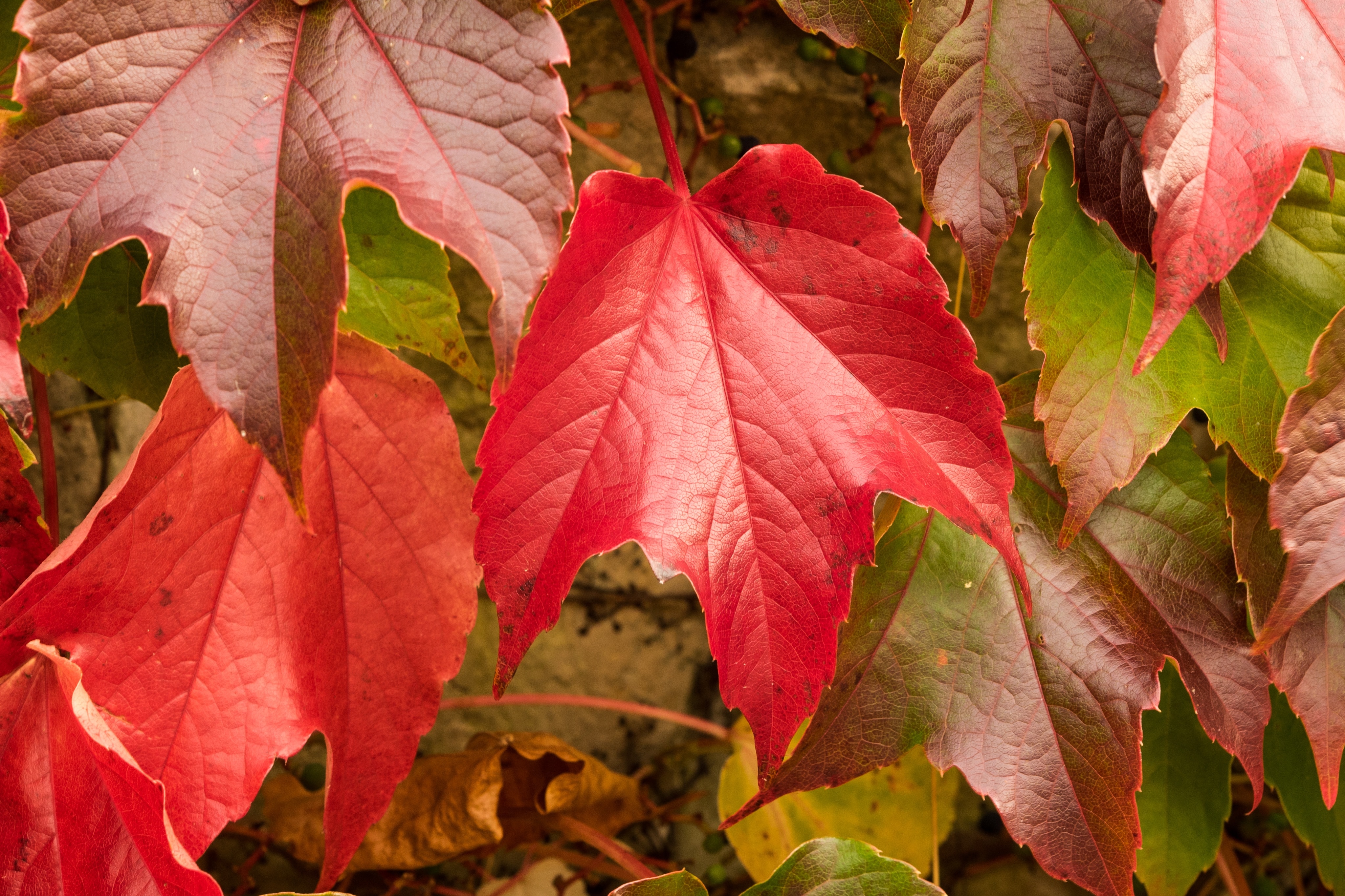 Vine Leaves, Autumn, Wine Partner, leaf, autumn