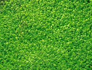 high angle photography of green fern plants thumbnail