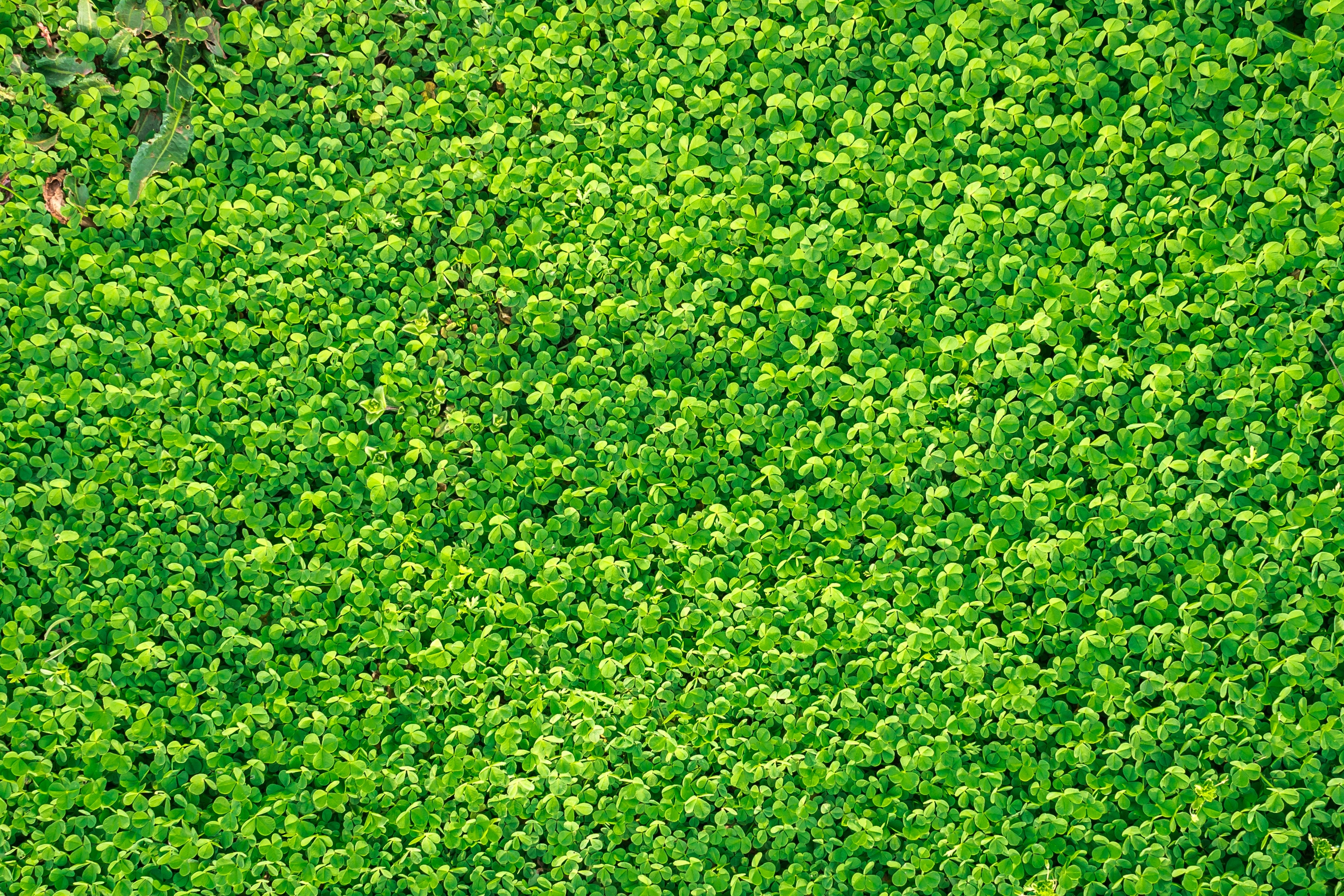 high angle photography of green fern plants