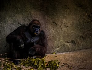 black gorilla seating on stone thumbnail