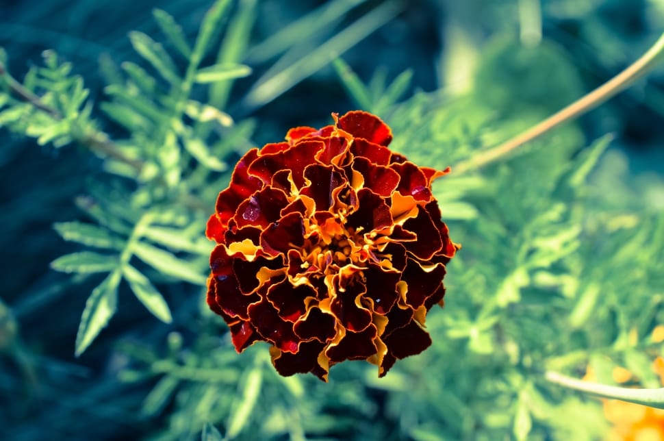 brown and orange flower preview