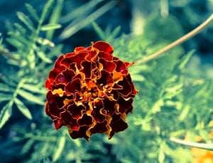 brown and orange flower thumbnail