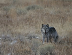 gray  wolf in grassland thumbnail