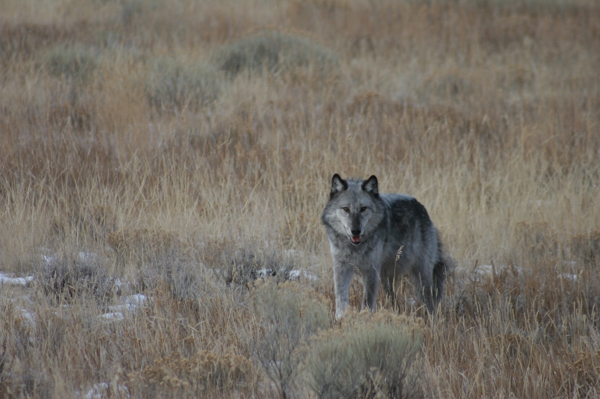 gray  wolf in grassland