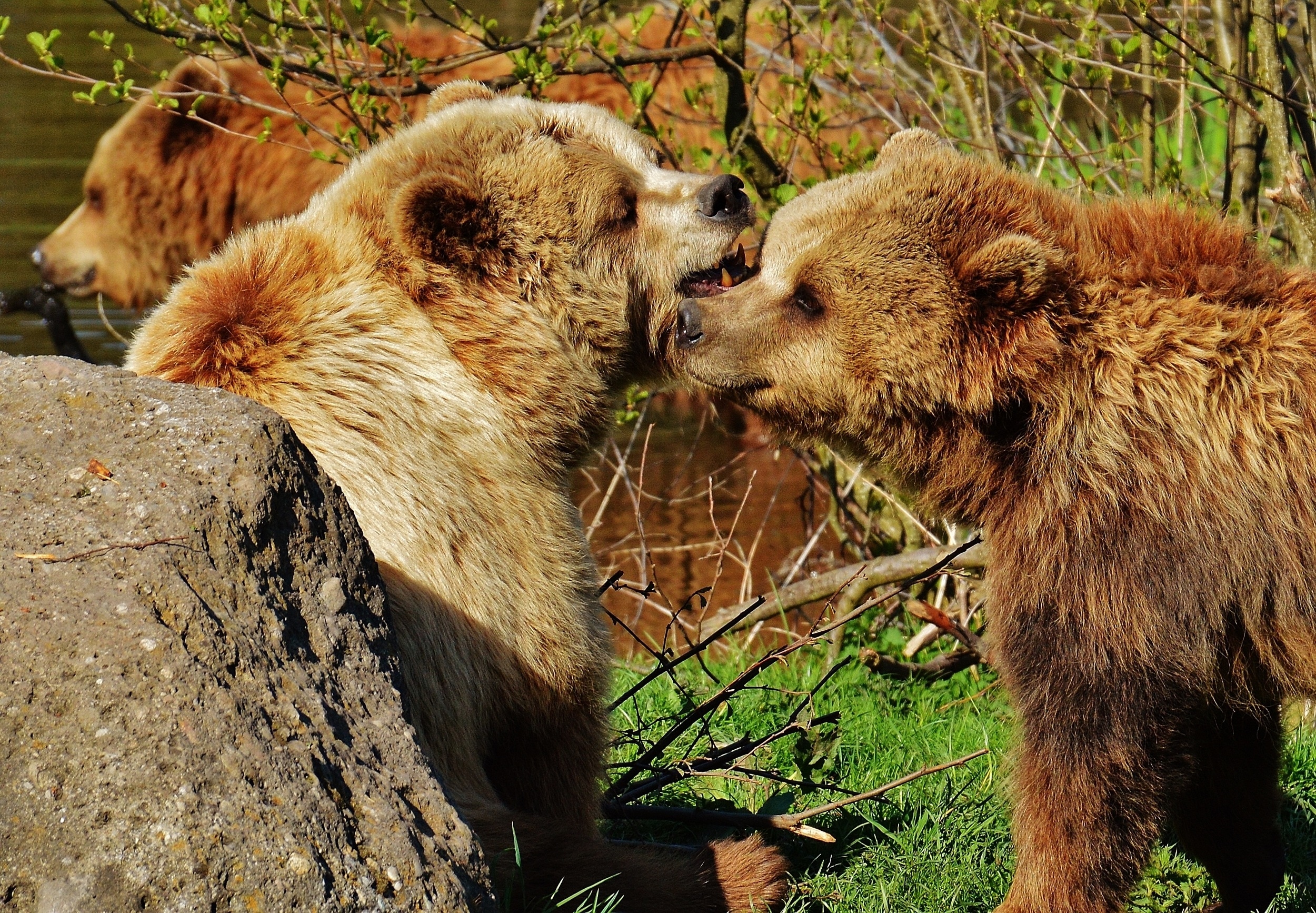 Жизнь про медведя. Сочинский национальный парк бурый медведь. Гризли и бурый медведь. Медведица Гризли. Сибирский бурый медведь против Гризли.