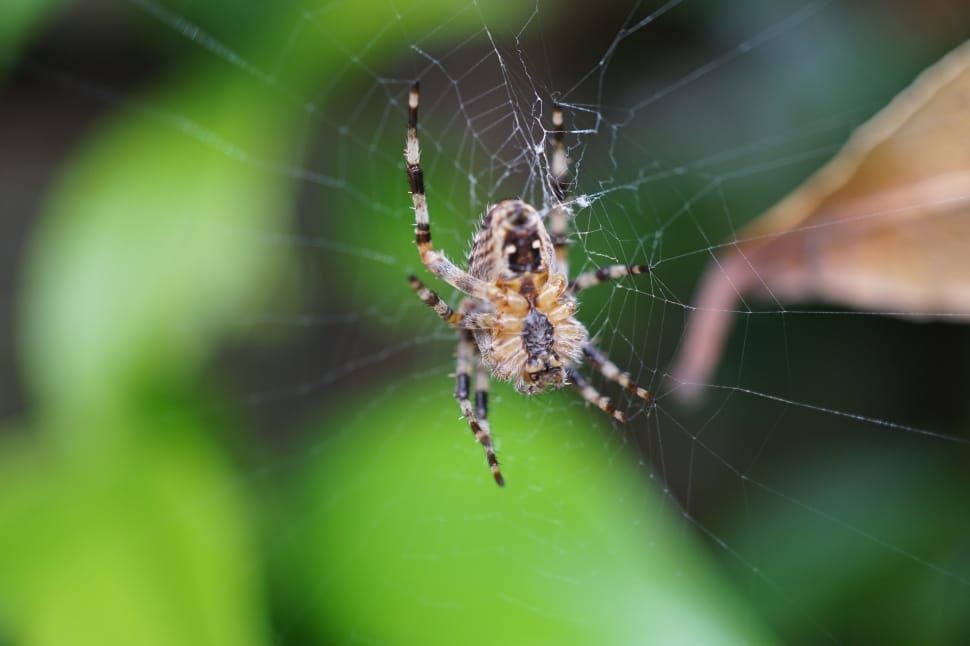 Arachnid, Close, Spider, Network, Cobweb, spider, one animal preview